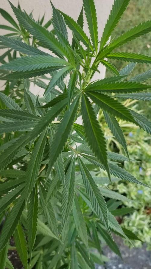 Laughing Budda  - Outdoor 2026