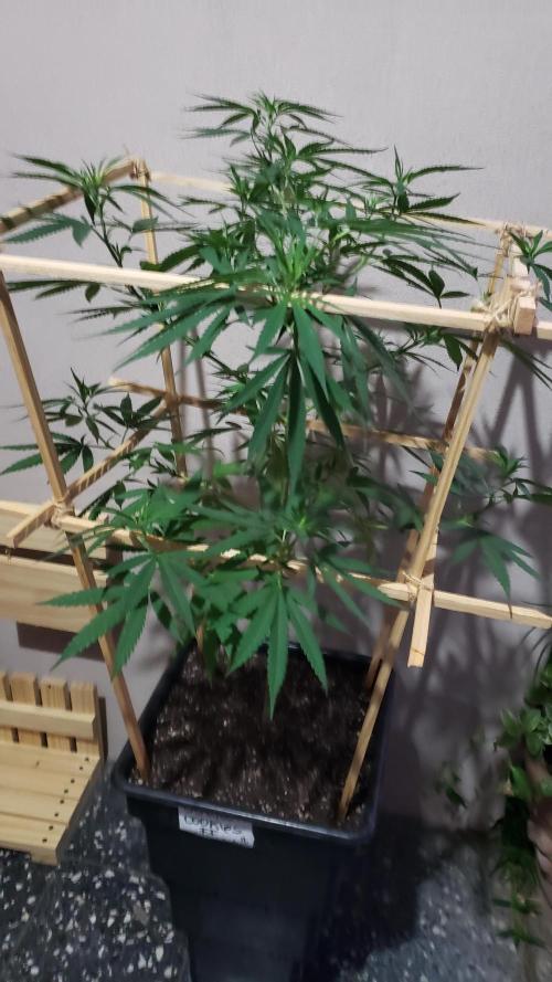 Gorilla Cookies FF - Outdoor 2026. Week 10