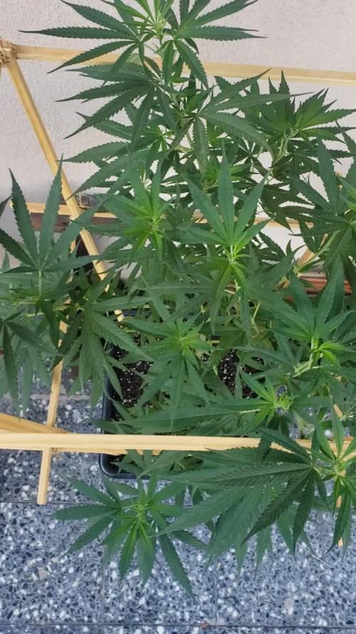 Gorilla Cookies FF - Outdoor 2026