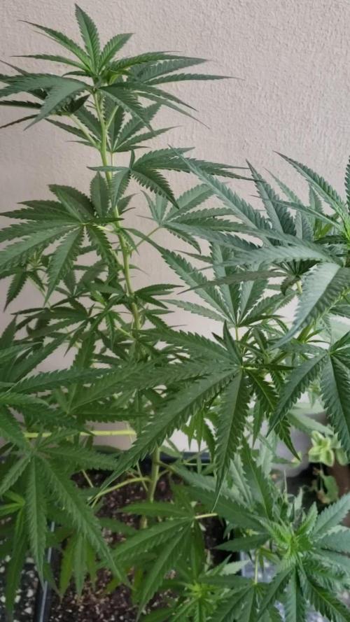 BIG BANG  divine seeds - Outdoor2026