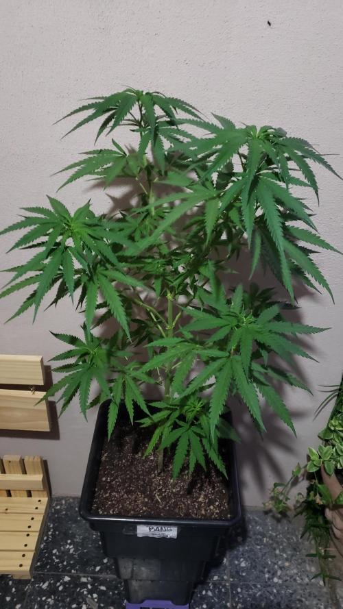 BIG BANG  divine seeds - Outdoor2026. Week 13