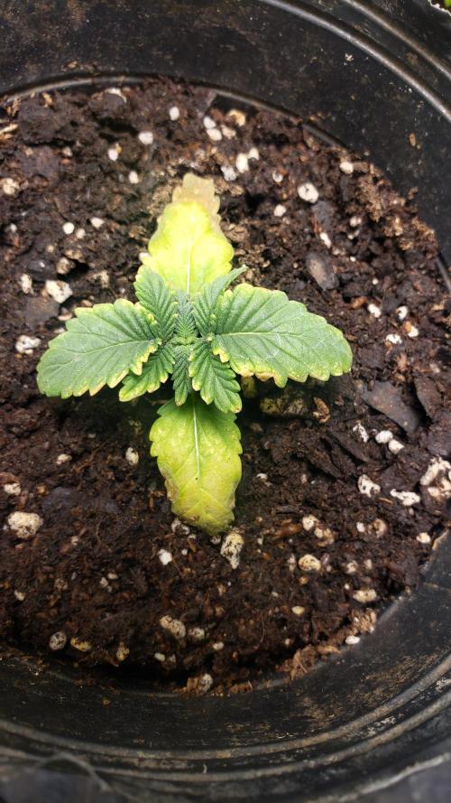 Permanent Bluez indoor. Week 3