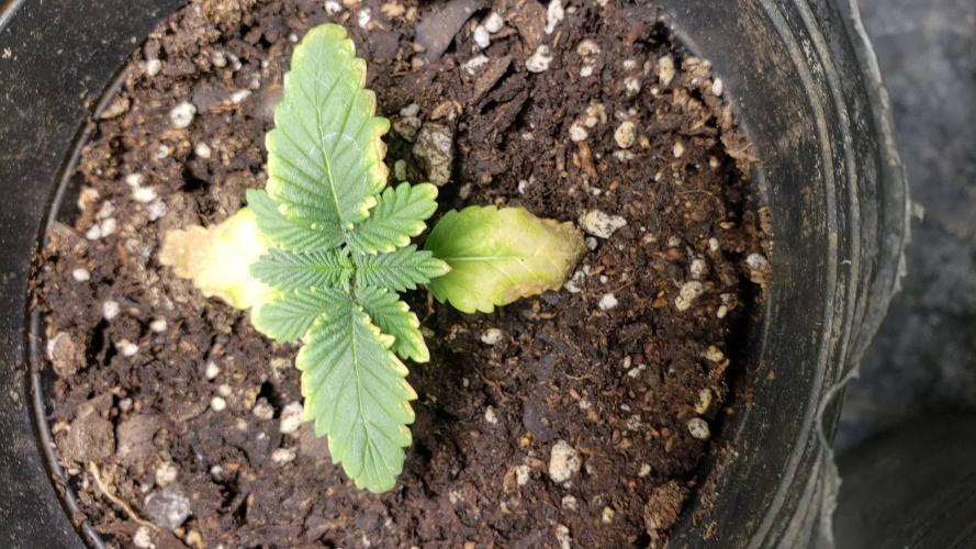 Permanent Bluez indoor. Week 3