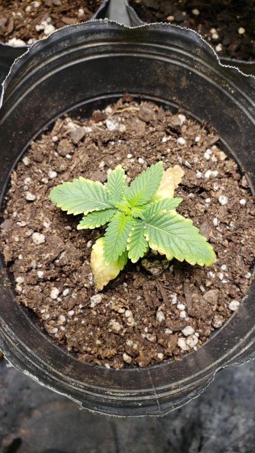 Permanent Bluez indoor. Week 3