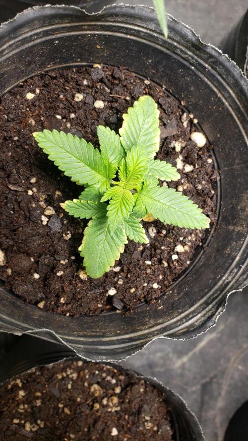 Permanent Bluez indoor. Week 3