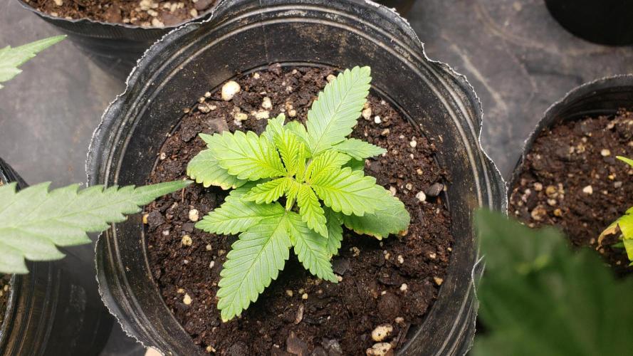 Permanent Bluez indoor. Week 3