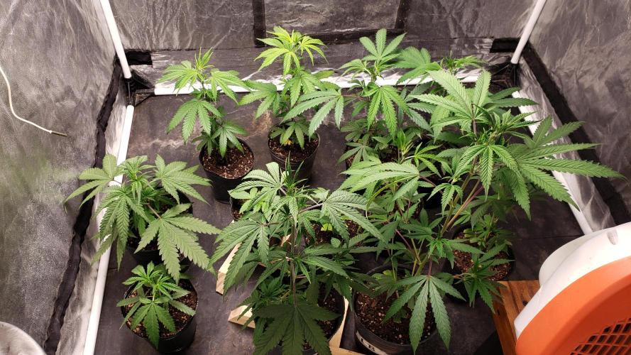 Gorilla🦍 Cookies🍪 FF - indoor. Week 2