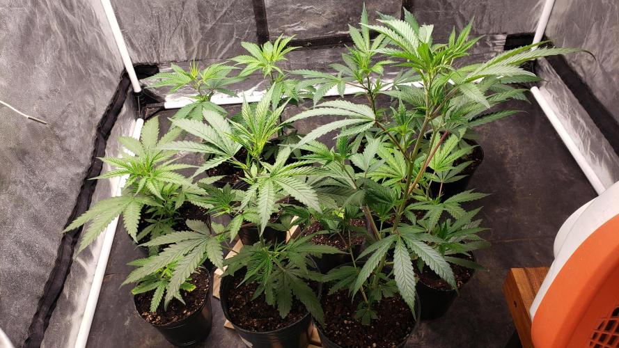 Gorilla🦍 Cookies🍪 FF - indoor. Week 2