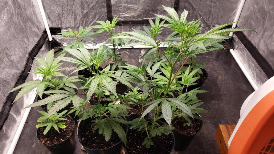 Gorilla🦍 Cookies🍪 FF - indoor. Week 2