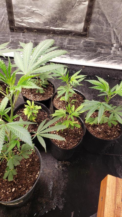 Gorilla🦍 Cookies🍪 FF - indoor. Week 2