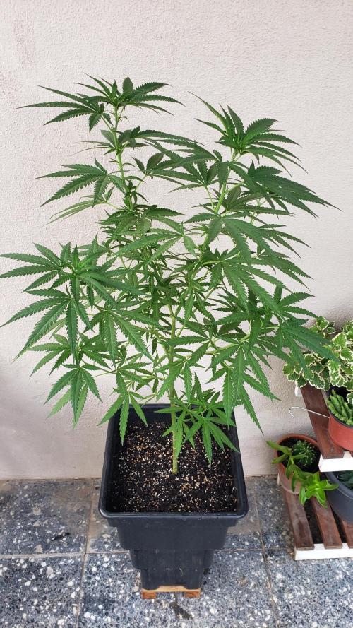 BIG BANG  divine seeds - Outdoor2026. Week 14