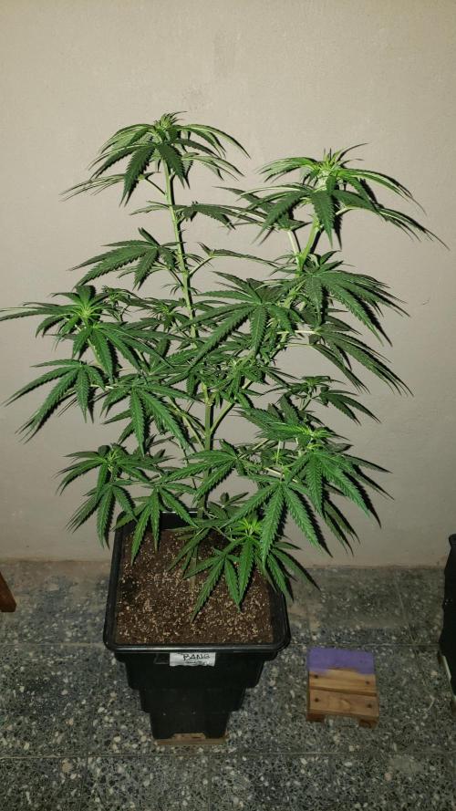 BIG BANG  divine seeds - Outdoor2026. Week 14