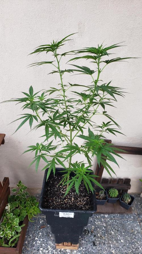 BIG BANG  divine seeds - Outdoor2026. Week 14