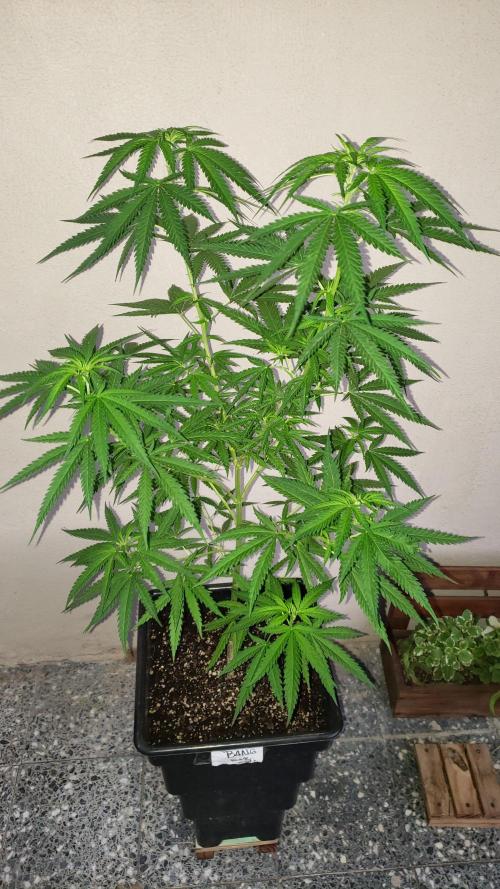 BIG BANG  divine seeds - Outdoor2026. Week 14