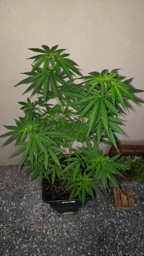 BIG BANG  divine seeds - Outdoor2026. Week 14