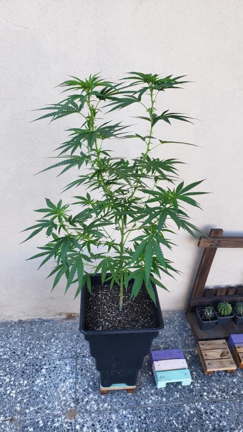 BIG BANG  divine seeds - Outdoor2026. Week 14