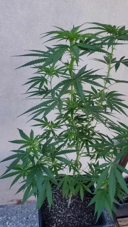 BIG BANG divine seeds - Outdoor2026