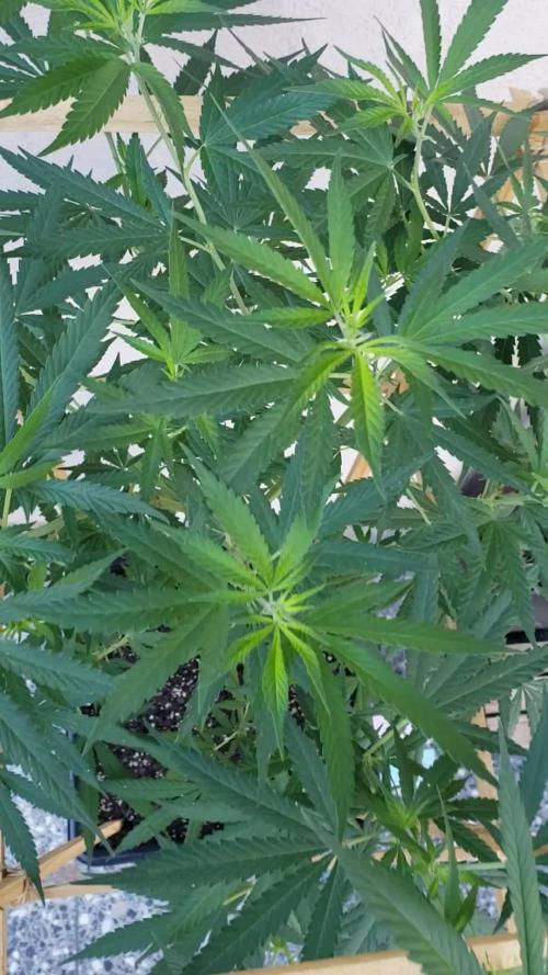 Gorilla Cookies FF - Outdoor 2026