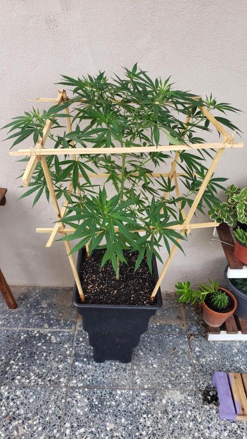 Gorilla Cookies FF - Outdoor 2026. Week 11