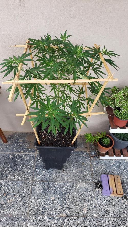 Gorilla Cookies FF - Outdoor 2026. Week 11