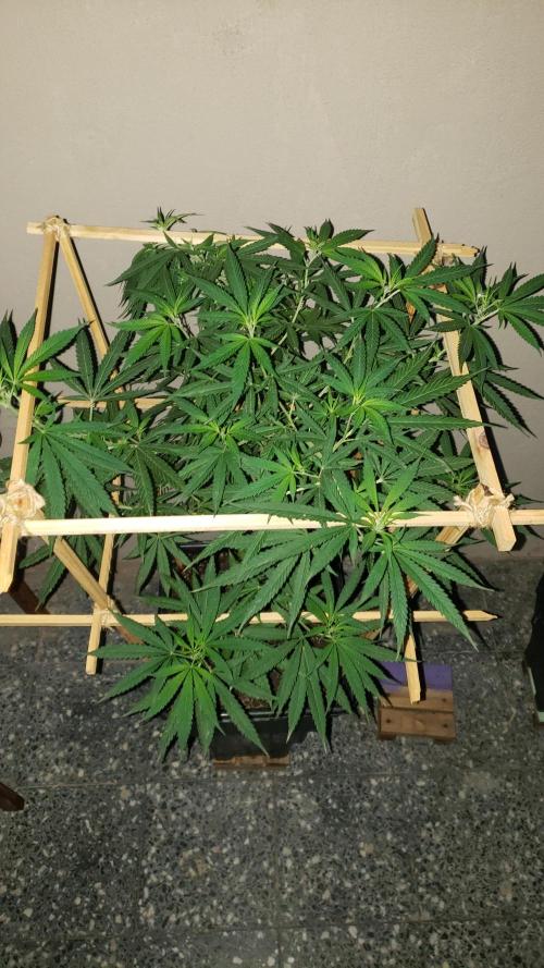 Gorilla Cookies FF - Outdoor 2026. Week 11