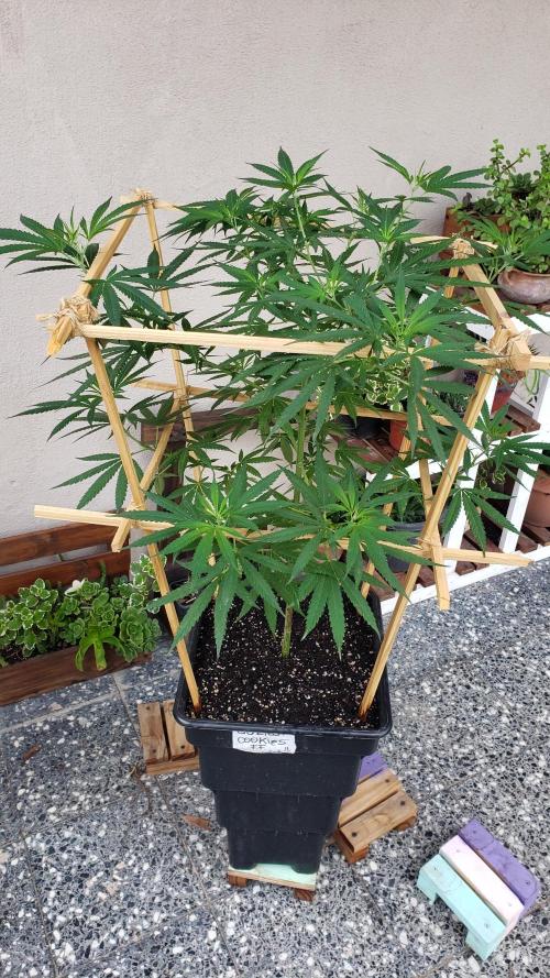 Gorilla Cookies FF - Outdoor 2026. Week 11