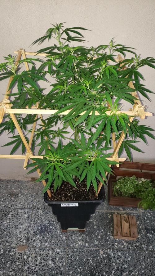 Gorilla Cookies FF - Outdoor 2026. Week 11