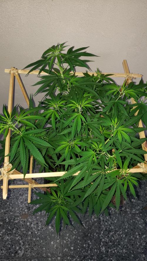 Gorilla Cookies FF - Outdoor 2026. Week 11