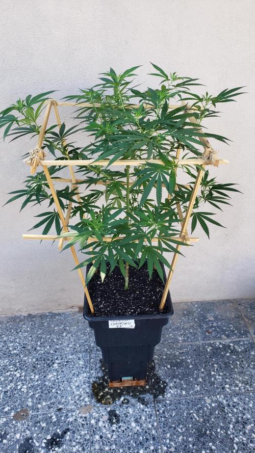 Gorilla Cookies FF - Outdoor 2026. Week 11