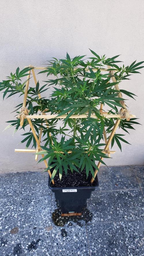 Gorilla Cookies FF - Outdoor 2026. Week 11