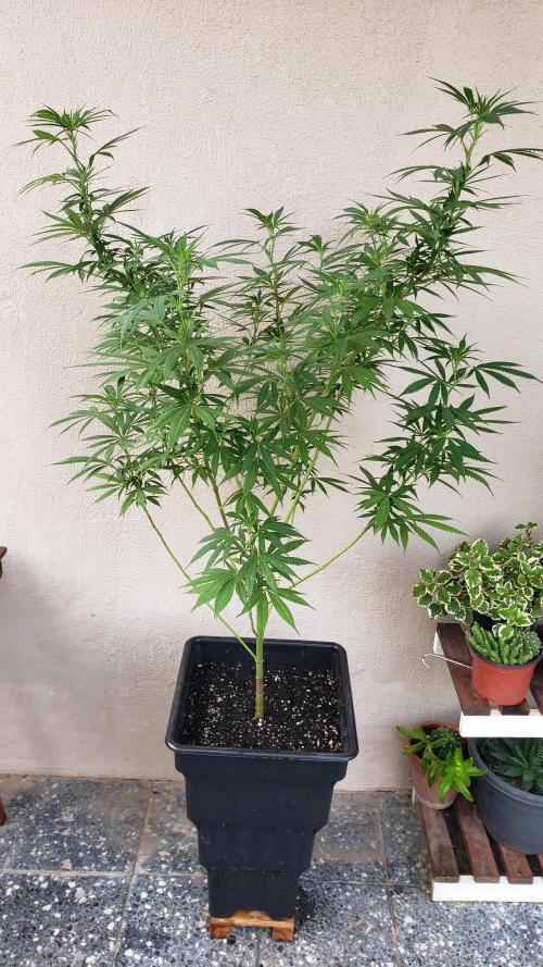 Laughing Budda  - Outdoor 2026. Week 15