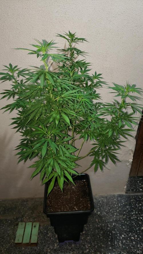 Laughing Budda  - Outdoor 2026. Week 15