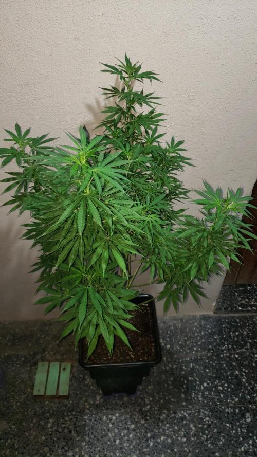 Laughing Budda  - Outdoor 2026. Week 15