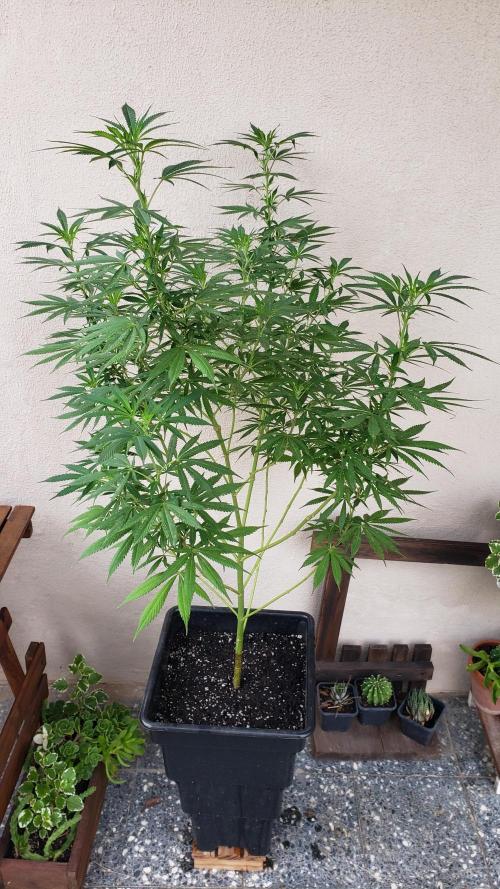 Laughing Budda  - Outdoor 2026. Week 15