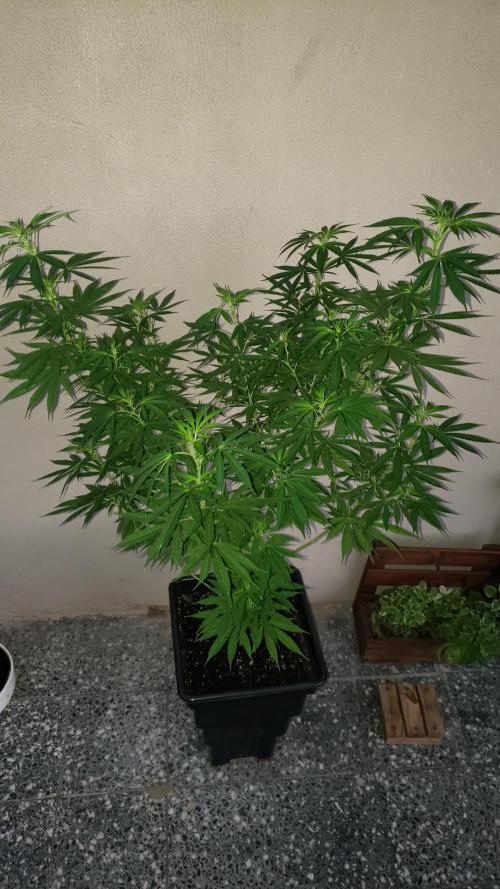 Laughing Budda  - Outdoor 2026. Week 15