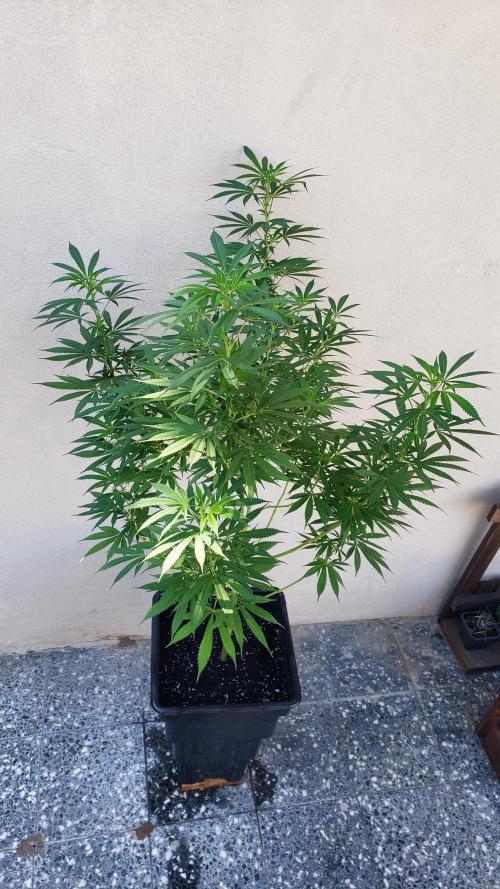Laughing Budda  - Outdoor 2026. Week 15