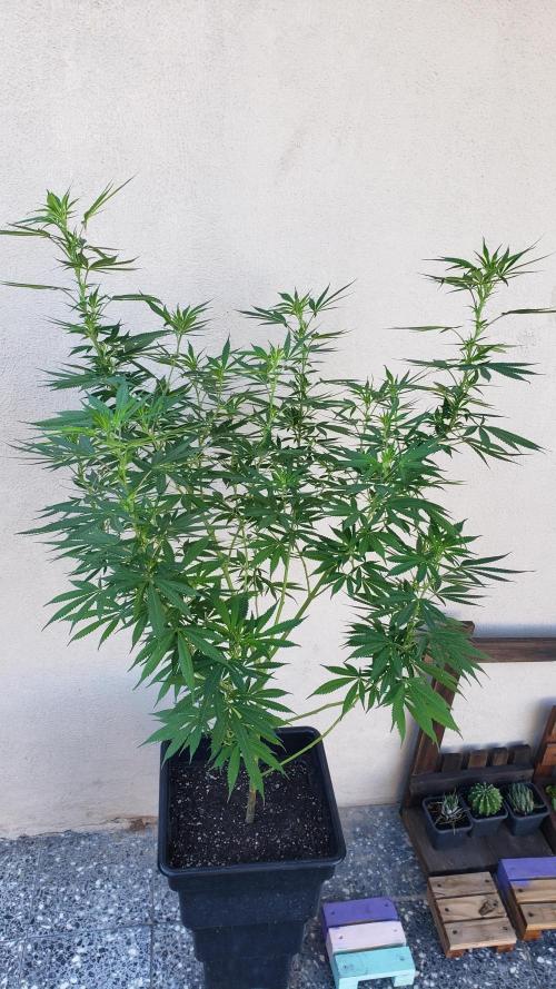 Laughing Budda  - Outdoor 2026. Week 15