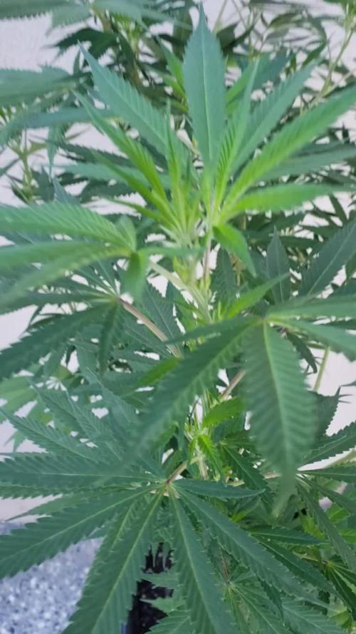 Laughing Budda - Outdoor 2026