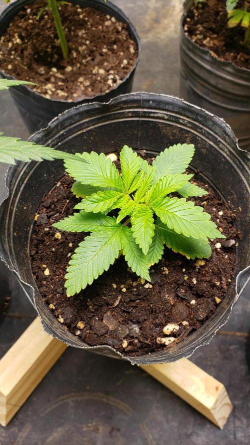 Permanent Bluez indoor. Week 4