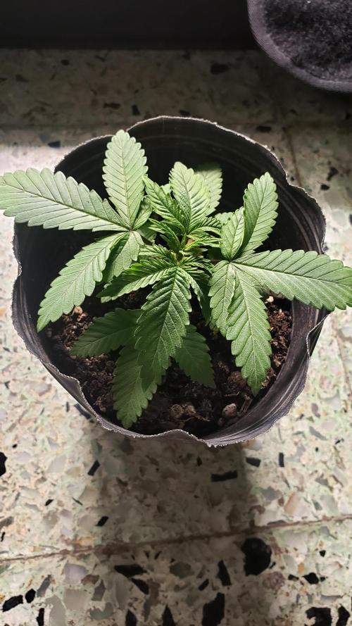 Permanent Bluez indoor. Week 4