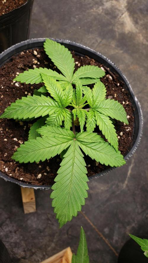 Permanent Bluez indoor. Week 4