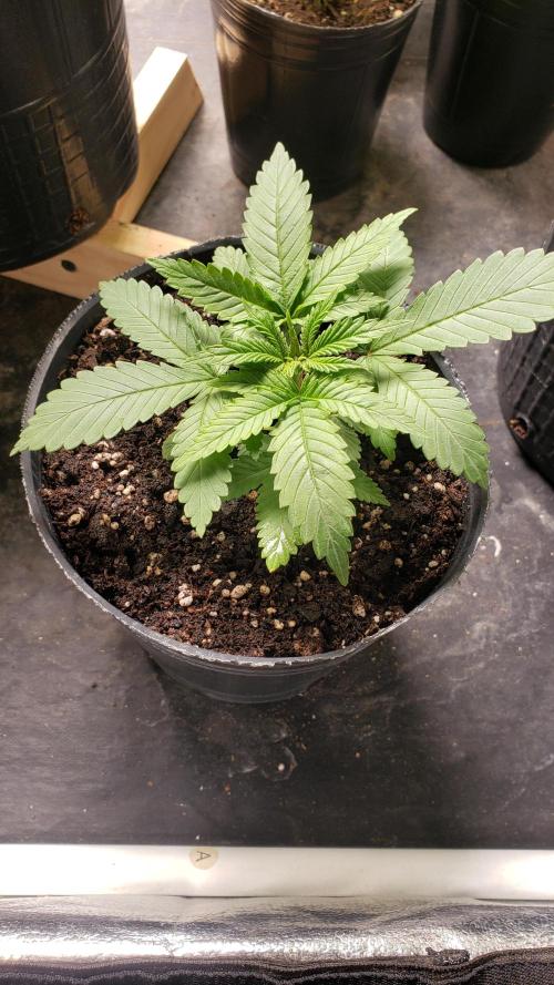 Permanent Bluez indoor. Week 4