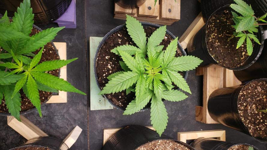 Permanent Bluez indoor. Week 4