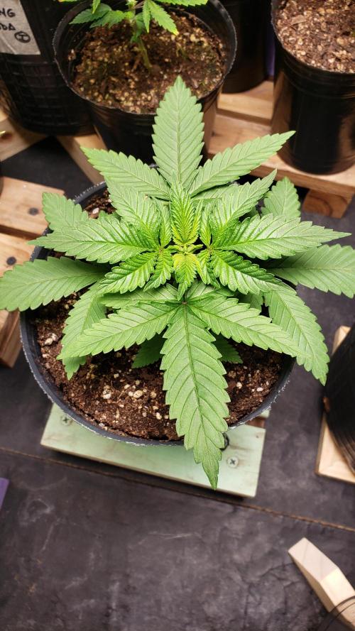 Permanent Bluez indoor. Week 4