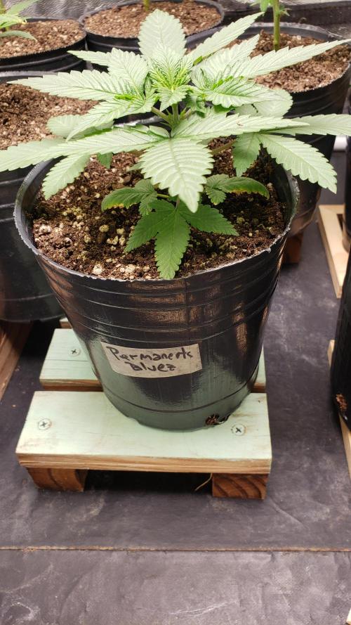 Permanent Bluez indoor. Week 4