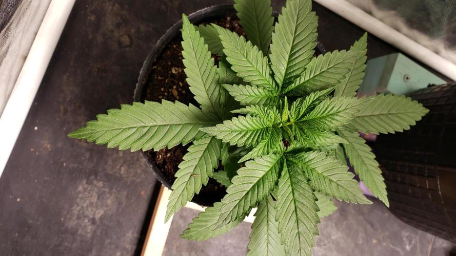 Permanent Bluez indoor. Week 4