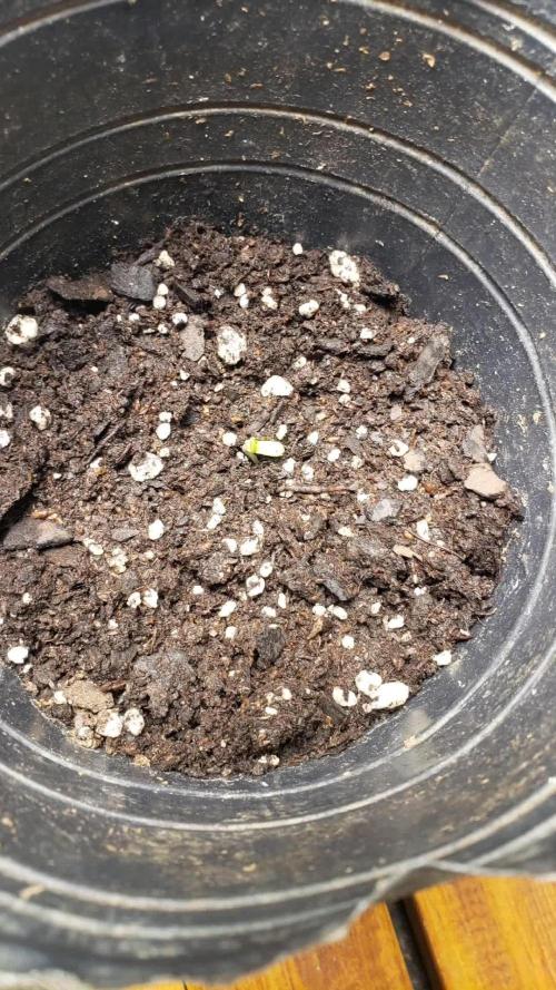 Permanent Bluez indoor