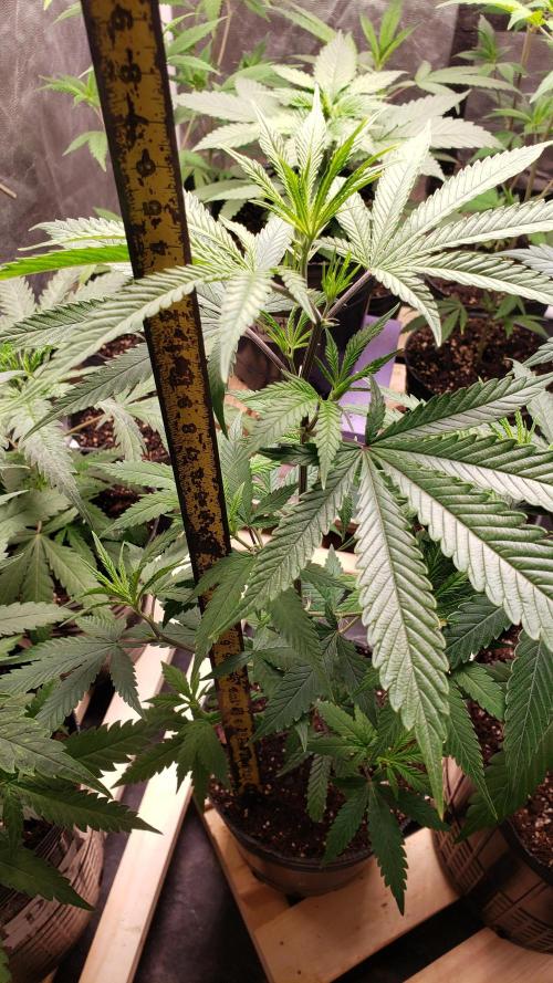 Gorilla🦍 Cookies🍪 FF - indoor. Week 3