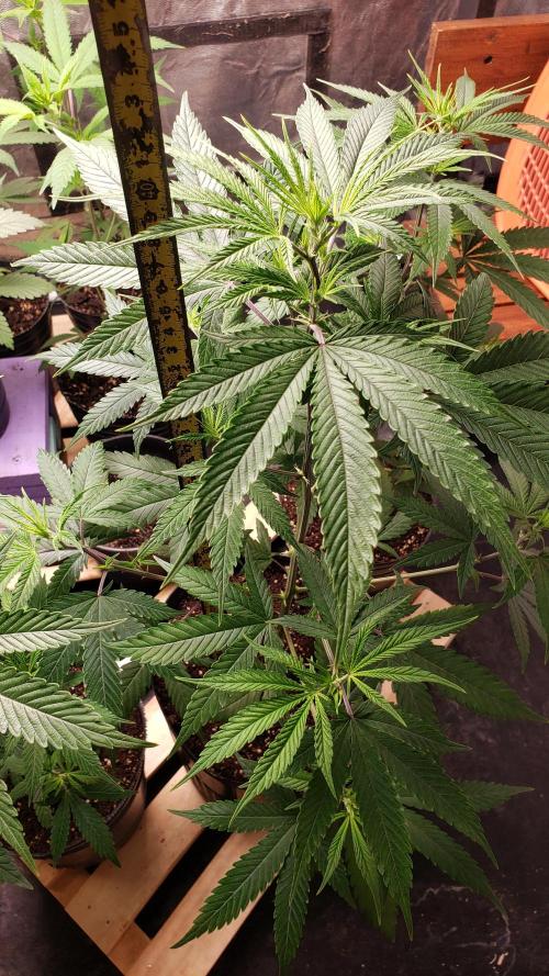 Gorilla🦍 Cookies🍪 FF - indoor. Week 3