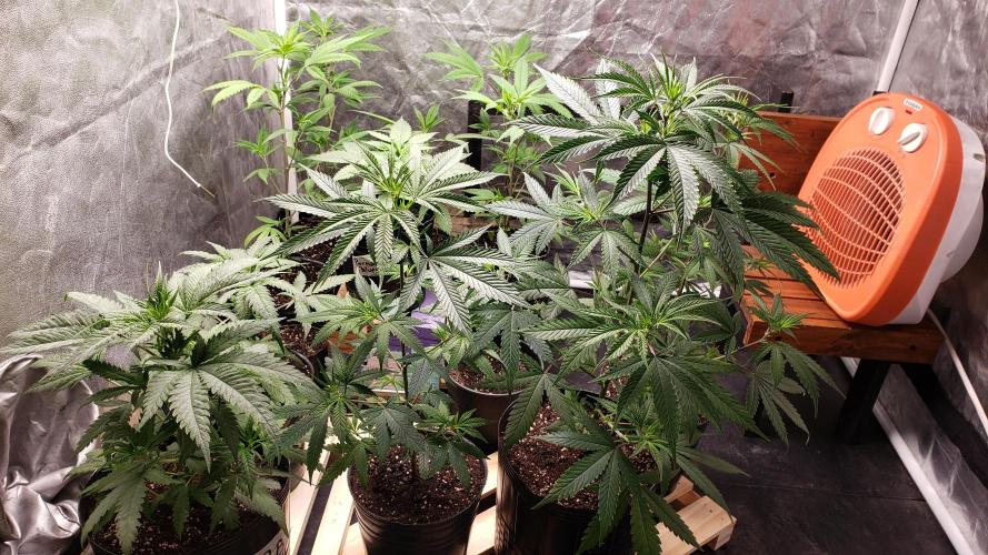 Gorilla🦍 Cookies🍪 FF - indoor. Week 3